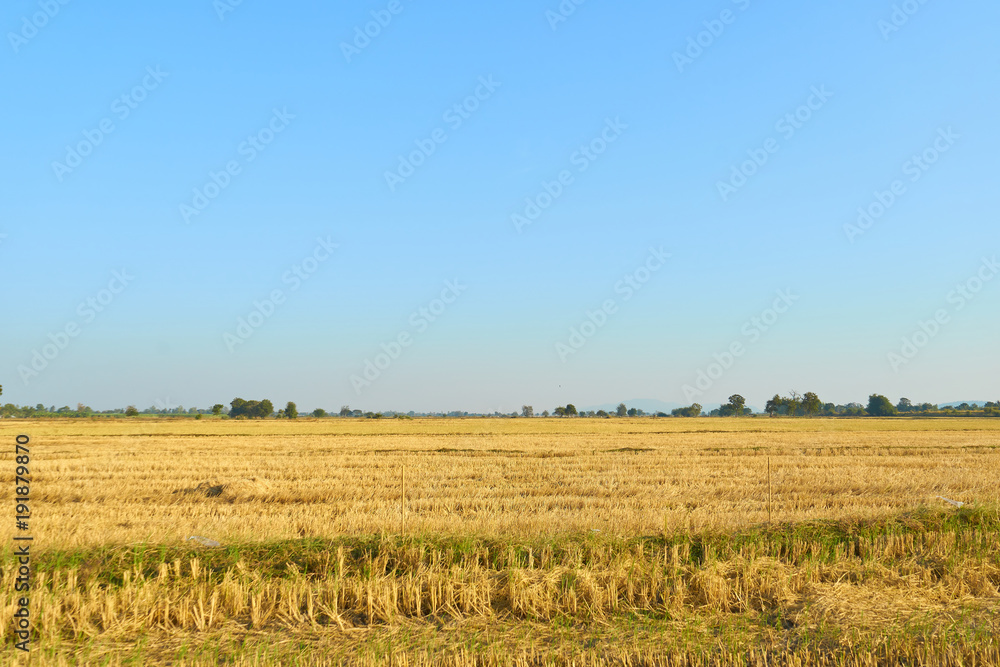 Summer Landscape with yellow Field and blue sky,Copy space for text