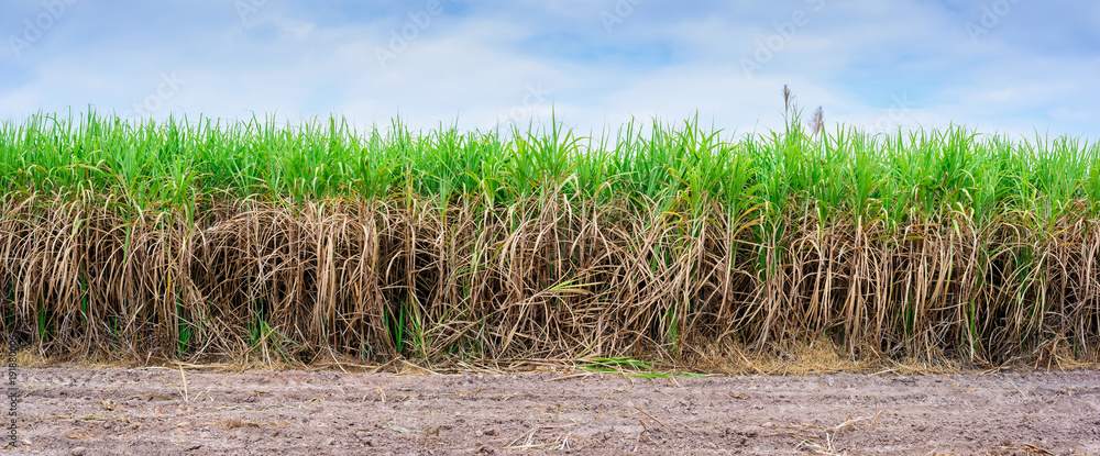 Obraz premium Panoramic of sugar cane field with blue sky