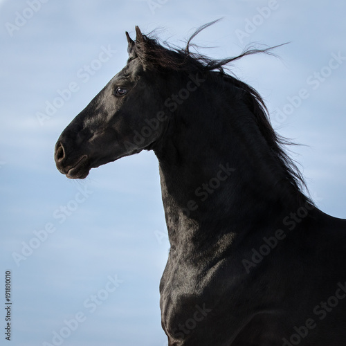 Portrait of a black frisian horse on a blue sky background isolated
