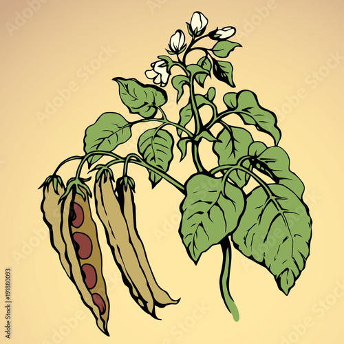 Branches beans. Vector drawing