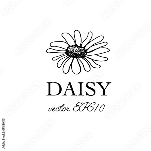 Vector Daisy Flower  Isolated on White Background for Logo Design or Postcard