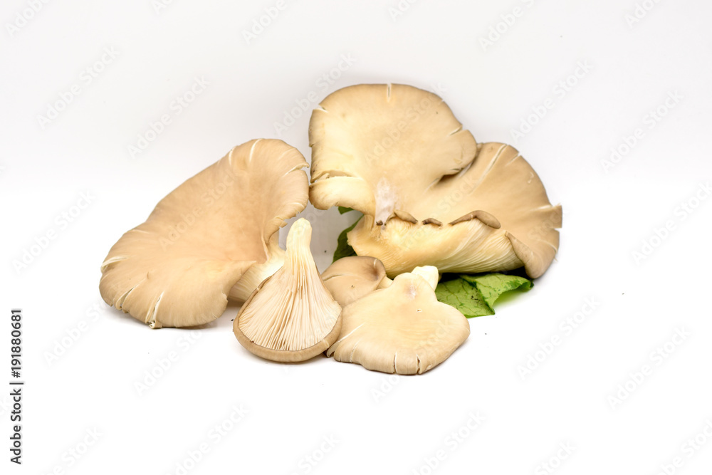 Fototapeta premium Brown Mushrooms on a White Background