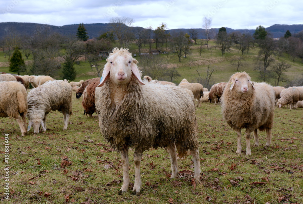 Fototapeta premium Schafe