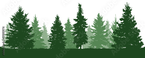 Valokuva Forest fir trees silhouette