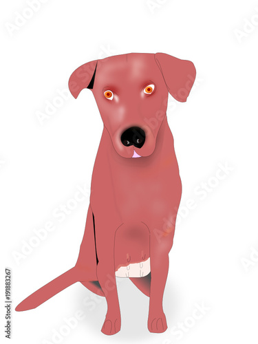 Labrador retriever color chocolate.
