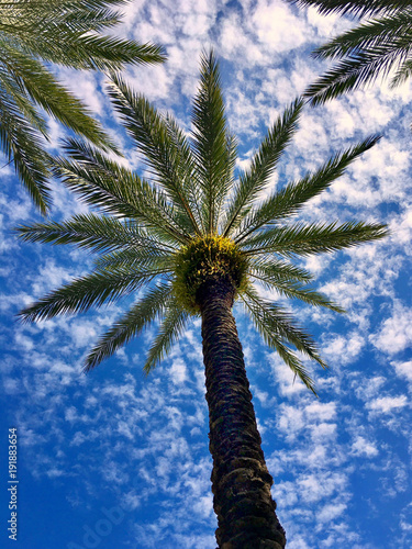 Palm tree and blue sky