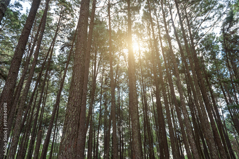 Fototapeta premium Pine forest, sunny early in the morning, sun rays