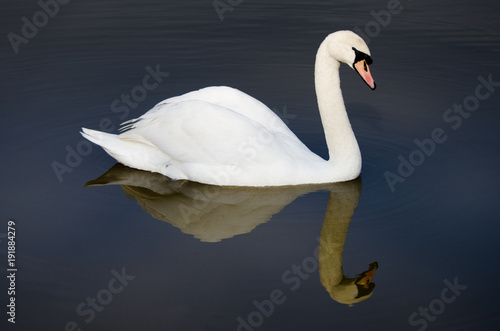 swan with perfect reflection in lake