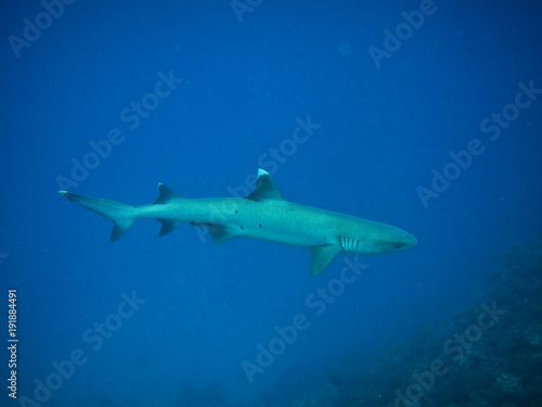 Wallpaper Mural Whitetip Shark Torontodigital.ca