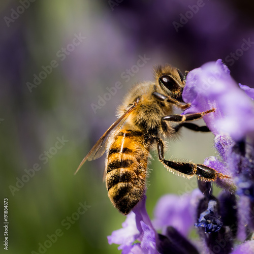 Lavender Bee Portrait