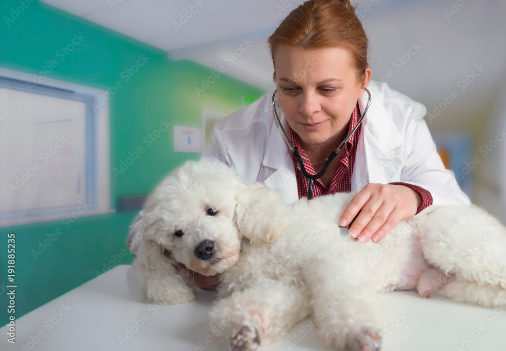 Poode and veterinarian Poode and veterinarian
