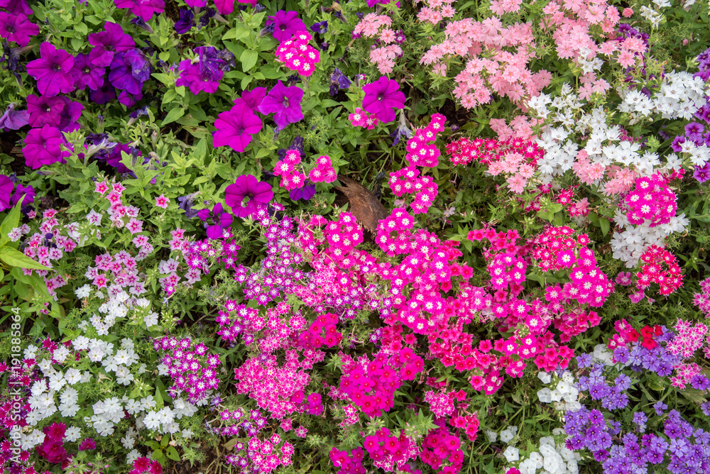 beautiful colorful flowers in garden