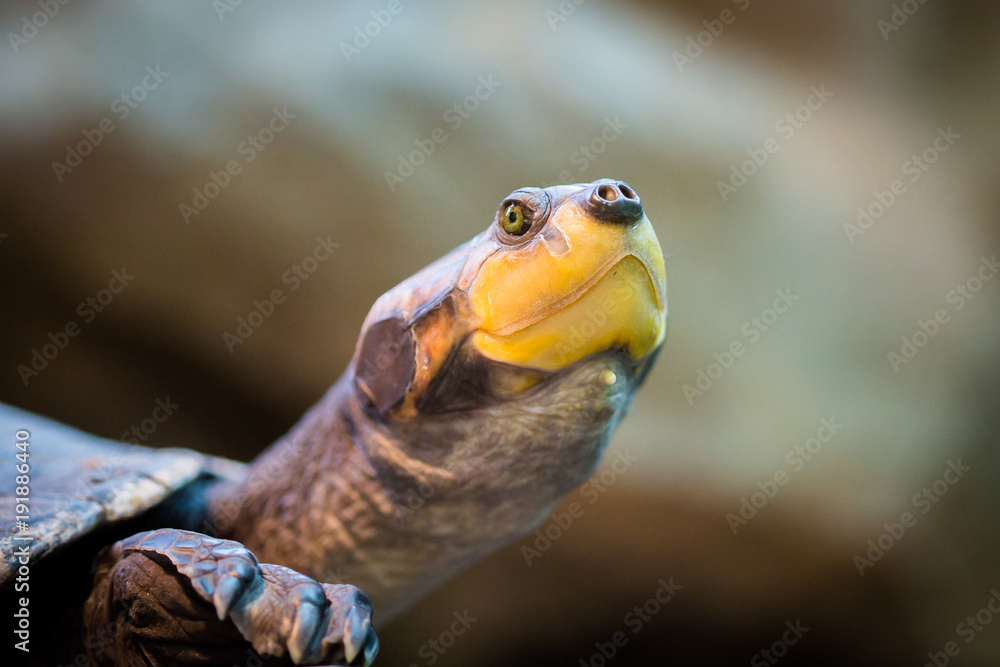 Turtle portrait