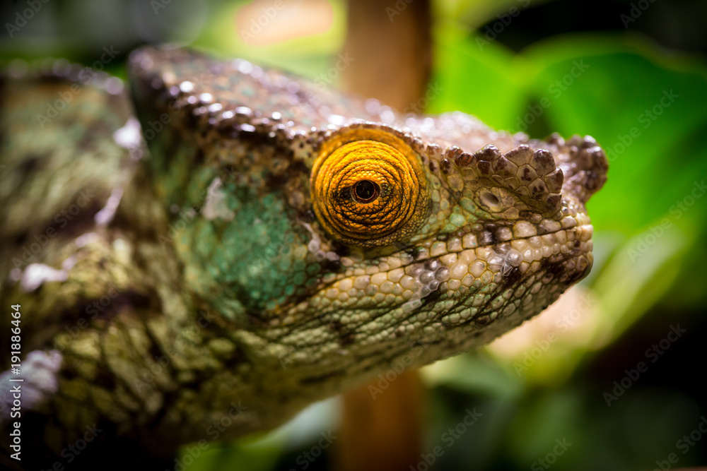 Chameleon macro close up
