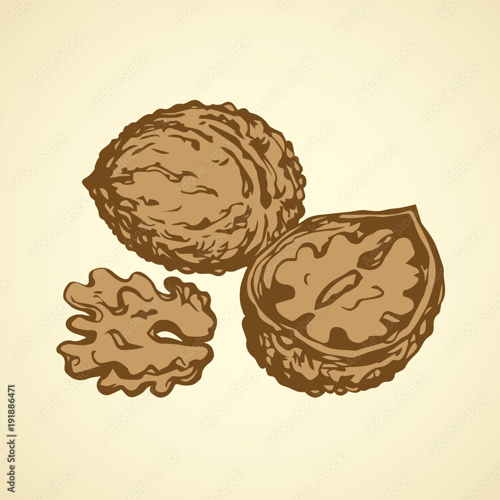 Walnut. Vector drawing Walnut. Vector drawing