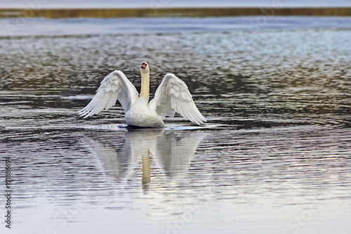 graceful white Swan swims in the lake photo