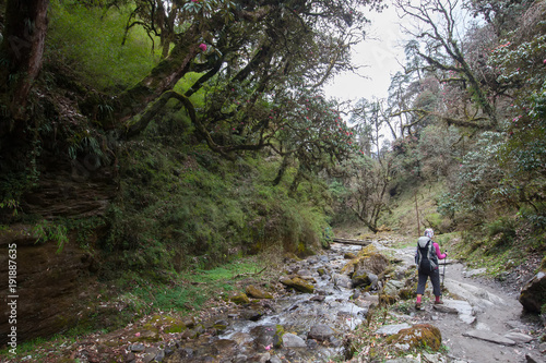 Trekker in the forest on the way to Annapurna base camp, Nepal