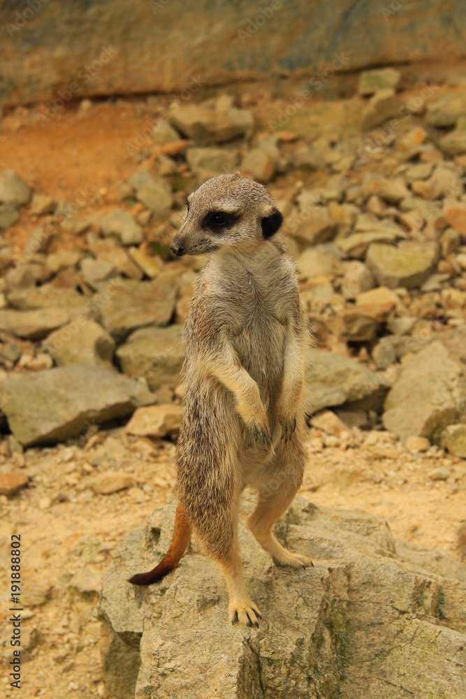 Fototapeta premium Wild suricata on the stone
