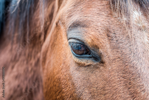 close up of the eye of a brown horse