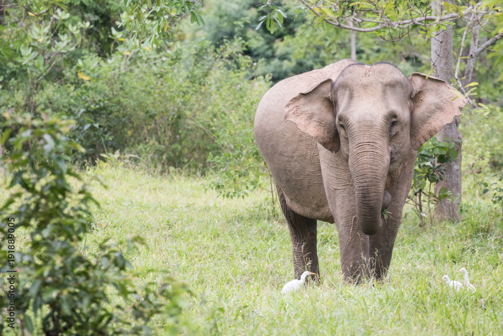 Asiatic Elephant is big five animal in