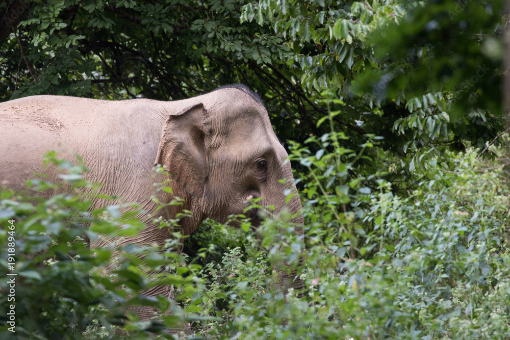 Obraz premium Asiatic Elephant is big five animal in