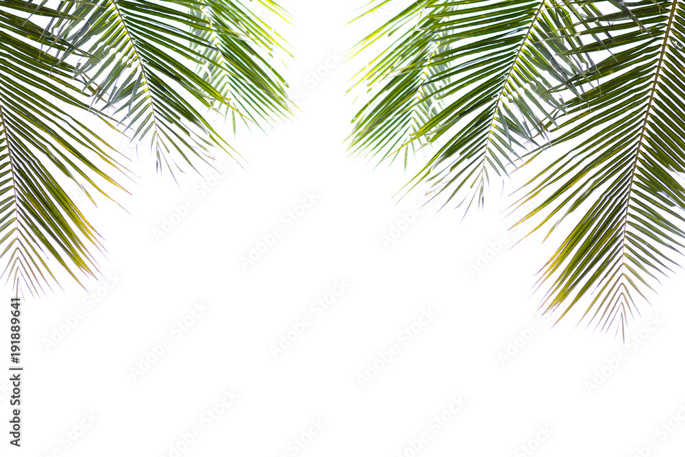 coconut green beautiful leaves isolated on white background