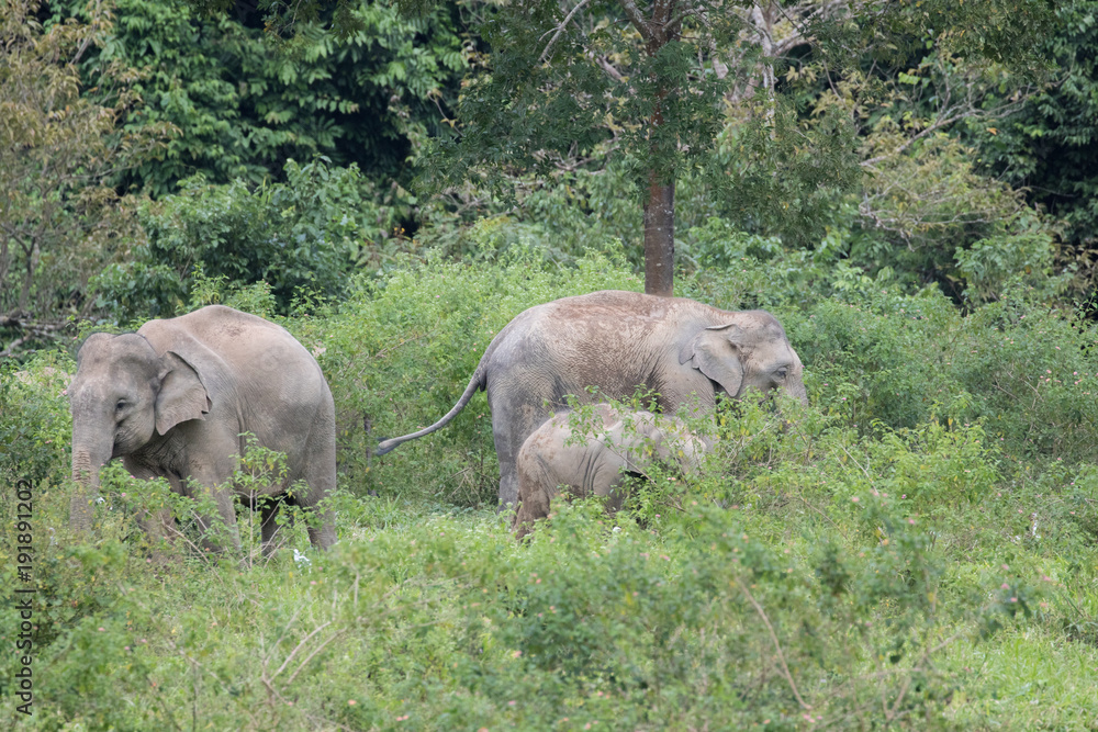 Obraz premium Asiatic Elephant is big five animal in