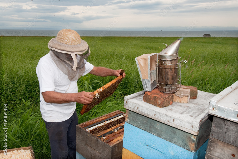 Beekeper at work by the sea Beekeper at work by the sea