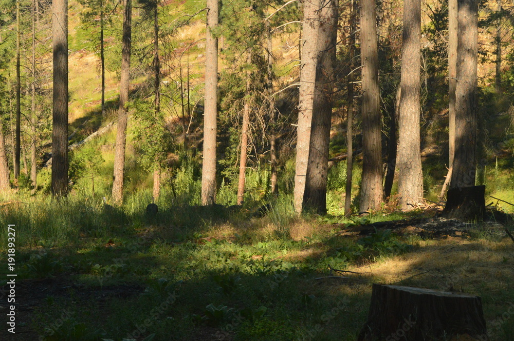 Obraz premium Las z wieloma pawiami ssącymi na Święto Dziękczynienia Park Narodowy Yosemite. Wakacje z naturą. 29 czerwca 2017 r. Park Narodowy Yosemite. Mariposa California. USA. ZASTOSOWANIA.