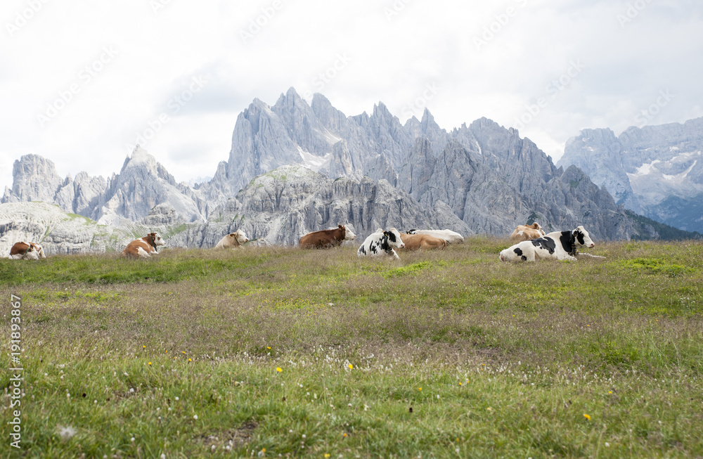 breeding of cows in the high mountains on the Alps.