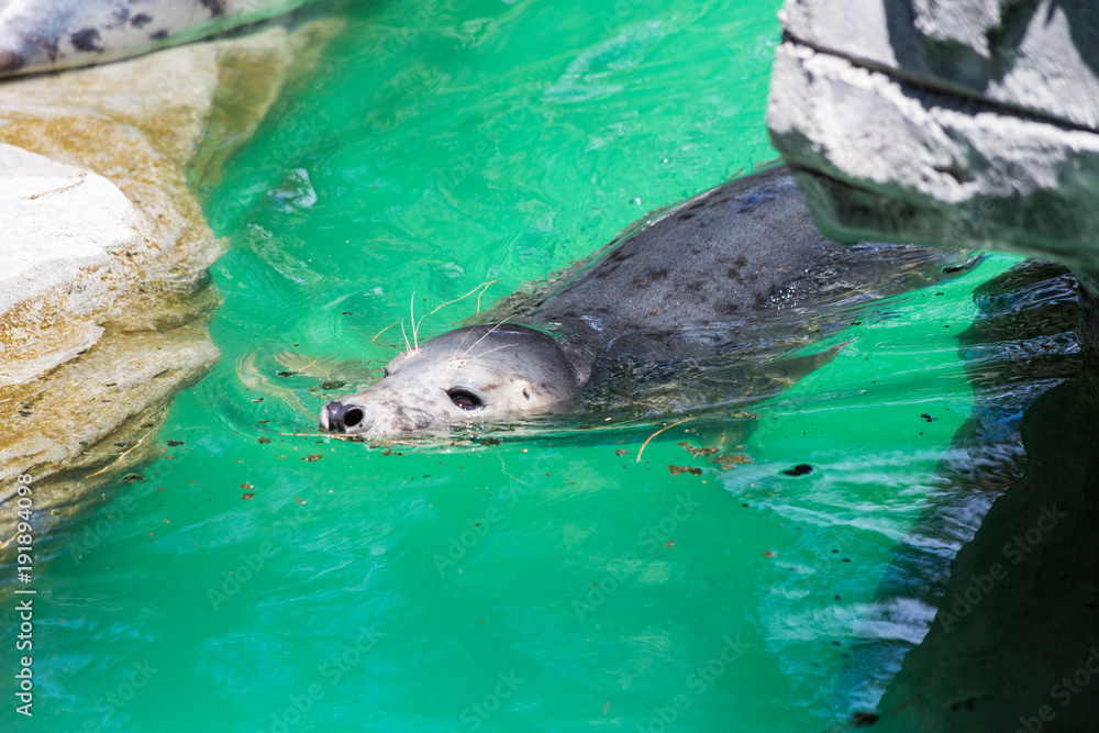 Fototapeta premium Grey Seal, Halichoerus grypus, detail portrait