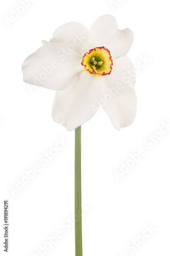 Fototapeta Naklejka Na Ścianę i Meble -  daffodil flower isolated