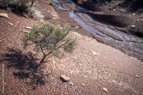 un bonzai sur le flanc d'une pente rocheuse ocre, avec un petite rivière au fond du canyon