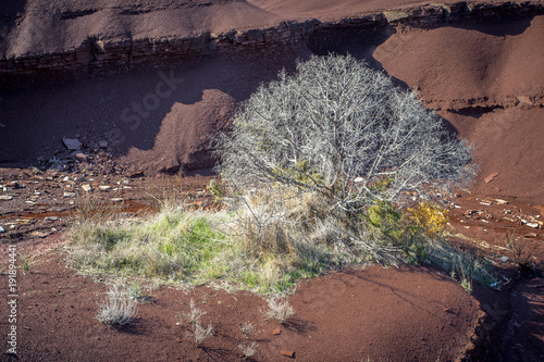 un arbre mort , blanc en hiver au fond d'un canyon de terre ocre photo