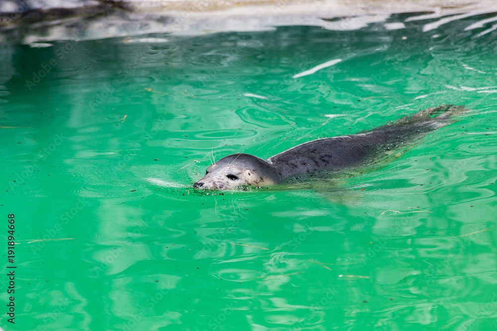 Fototapeta premium Grey Seal, Halichoerus grypus, detail portrait