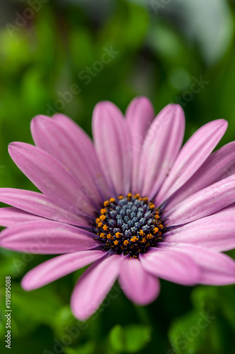 Close up of pink African daisy  Osteospermum  flower