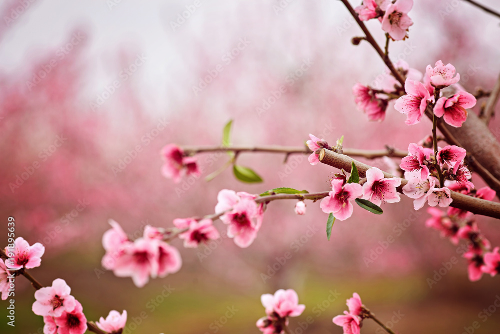 Spring almond blossom flowers and petals over light pink background stock  photo (167449) - YouWorkForThem