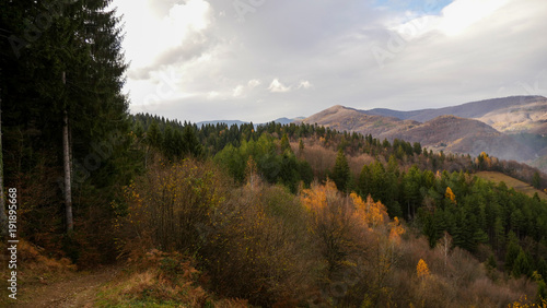 Autumn Mountain Forest