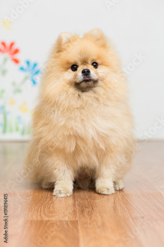 Dog breed Pomeranian red color sitting on the floor