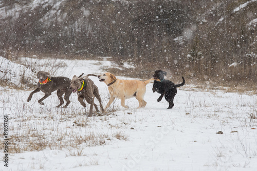 Vier Hunde rennen durch Schnee