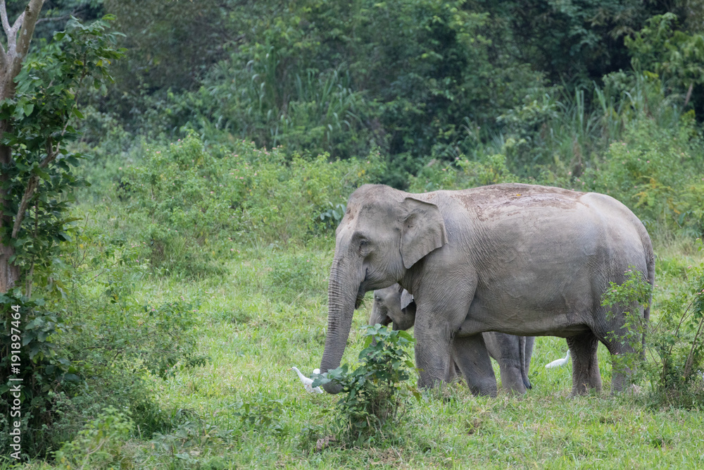 Asiatic Elephant is big five animal in