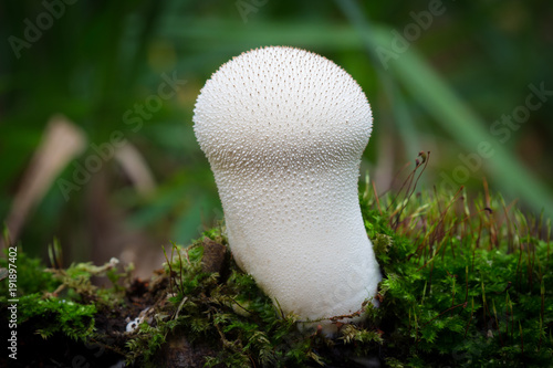Obraz na płótnie Young Puffball mushroom funghi w salonie