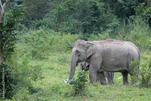 Asiatic Elephant is big five animal in