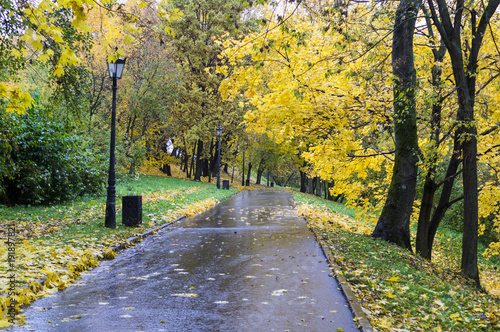 road through the park at rainy autumn morning. background, nature.
