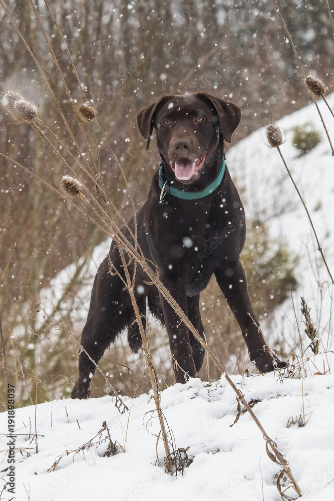 Brauner Labrador auf Hügel in Schneegestöber Brauner Labrador auf Hügel in Schneegestöber