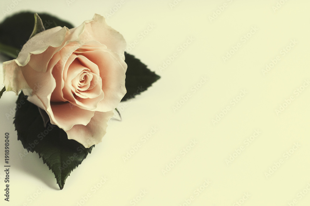 Rożowa róża na białym tle - obrazy, fototapety, plakaty 