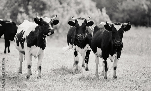 Fototapeta Naklejka Na Ścianę i Meble -  Not the color image of three young black-and-white bull-calves