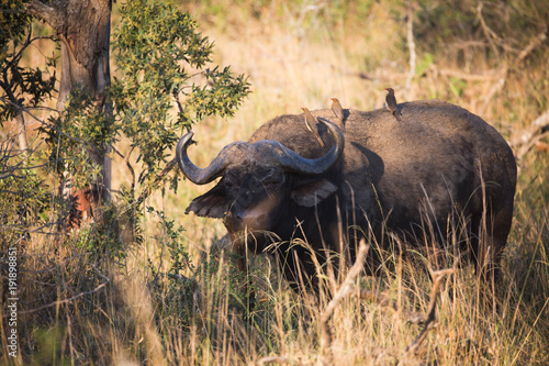 Büffel Big Five bei Safari in Südafrika