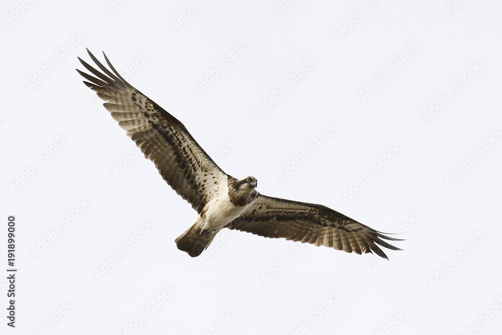 Fototapeta premium Osprey