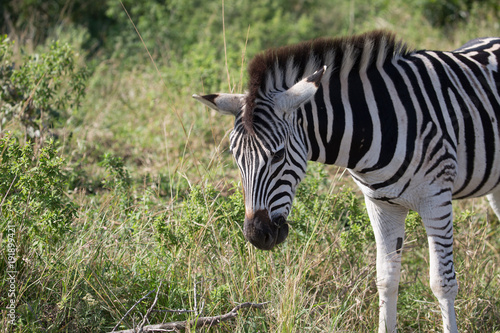 Zebra in Afrika, Hluhluew Park Südafrika